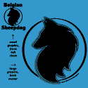 Belgian Sheepdog Circle Head