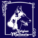 Belgian Malinois Framed