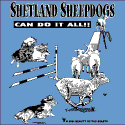 Shetland Sheepdogs Can Do It All